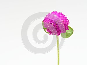 Purple and pink Globe Amaranth flower with stem and leaves on white background