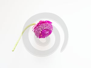 Purple and pink Globe Amaranth flower with stem on white background