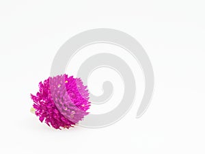 Purple and pink Globe Amaranth flower on white background