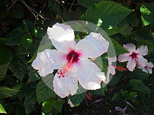 Purple and pink hibiscus on green background, tropical summer flower. Green tropical leaf. Jungle background. Tropical beach.