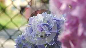 Purple and pink Hortensia