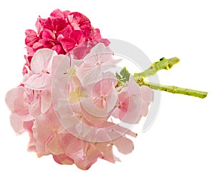 Purple and pink hortensia, hydrangea flowers, close up isolated, white background