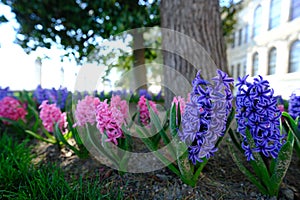 Purple and Pink Hyacinth