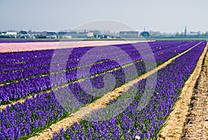 Purple and pink hyacinth fields