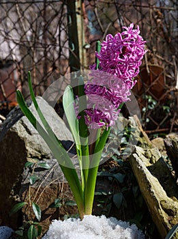 Purple pink hyacinth flower on spring stony meadow