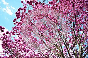 Purple Pink Ipe Tree Cupe photo