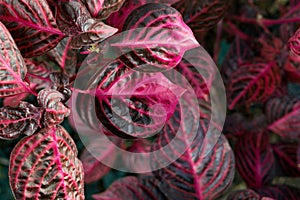 Purple and pink Iresine Herbstii leaf background. Home and esterior design concept photo