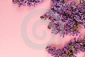 Purple and pink lilac flowers. Bouquet of lilac on pink background. With space for your text - Image