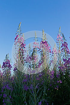 Purple pink lilac flowers of fireweed on a field, meadow in sunlight, blue sky background. Willowherb bottom view