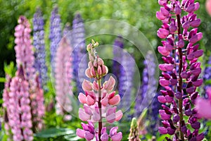 Purple and pink lupin bunch ..