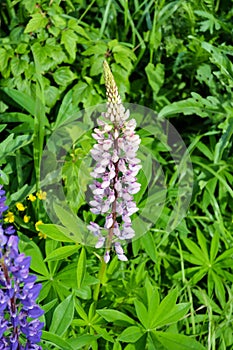 Purple and pink lupin bunch garden plants