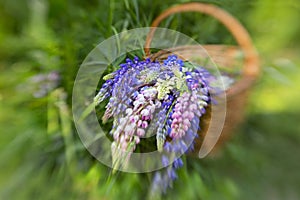 Purple and pink lupins in wicker basket