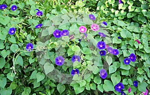 Purple and Pink Morning Glories