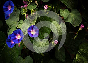 Purple and pink morning glories growing profusely