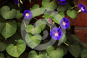 Purple and pink morning glories growing profusely