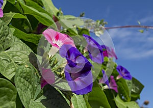 Purple and Pink Morning Glory Flowers