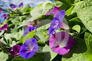 Purple and Pink Morning Glory Flowers