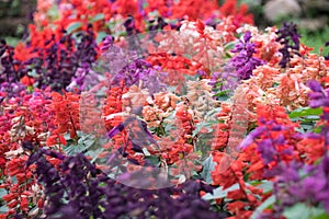 Purple pink and orange salvia flowers nature abstract blossom