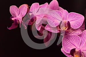 Purple pink Orchid on black background