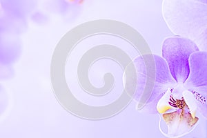 Purple ,pink orchid flowers on pink background with copy space