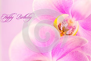 Purple ,pink orchid flowers on pink background with copy space