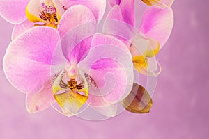 Purple ,pink orchid flowers on pink background with copy space