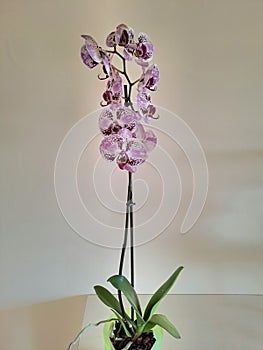Purple pink orchids beautiful flowers