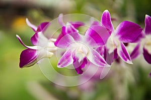 Purple with pink orchids on branch with green leaf in the background.