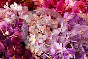 Purple and Pink Orchids in the flower market - background