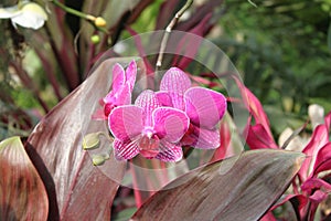 Purple-Pink Orchids Flowers