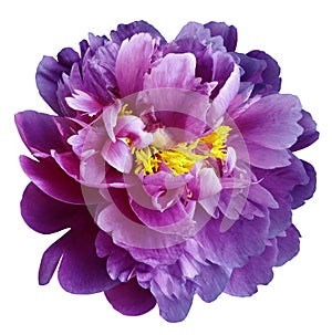 Purple-pink peony flower with yellow stamens on an isolated white background with clipping path. Closeup no shadows. For design.