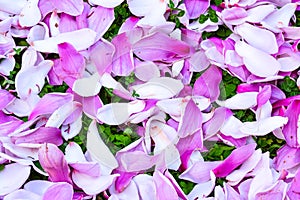 Purple pink petals of Magnolia flower