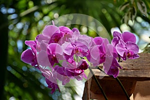 Purple pink Phalenopsis orchid blooms