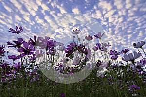 Purple, pink, red, cosmos flowers in the garden with blue sky