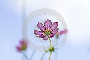 Purple, pink, red, cosmos flowers in the garden with blue sky and clouds background