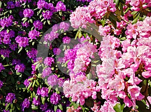 Purple and pink rhododendron, abundance of blossoms