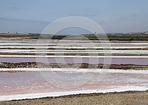 Purple and pink salt mashes on the coast