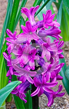 purple pink sepals of Hyacinth flower plant blooming in early Spring