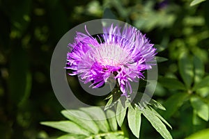 Purple pink Stokes Aster Stokesia laevis flower