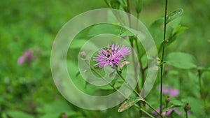 Purple pink Stokes Aster Stokesia laevis flower 2