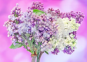 Purple, pink Syringa vulgaris (lilac or common lilac) flowers, close up, mauve background