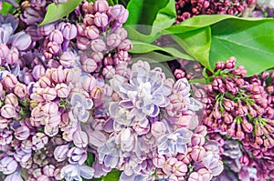 Purple, pink Syringa vulgaris (lilac or common lilac) flowers, close up, mauve background