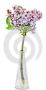 Purple, pink Syringa vulgaris (lilac or common lilac) flowers in a transparent vase, close up, isolated, white background