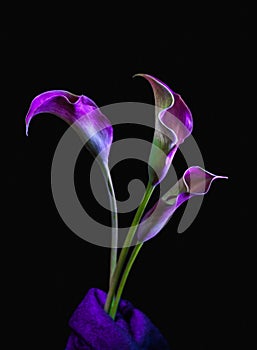 Purple and pink three Calla Lillies on black background