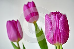 Purple-pink tulip flowers with droplets by white background and blur