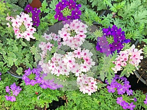 Purple and pink Verbena flowers