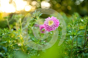 Purple, pink and white aster flowers on a blurred green background. Summer season