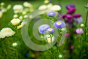 Purple, pink and white aster flowers on a blurred green background. Summer season