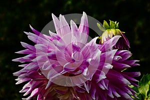 purple pink and white Dahlia cultorum closeup with buds. isolated flower heads