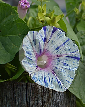 Purple, Pink and White Morning Glory Flowers